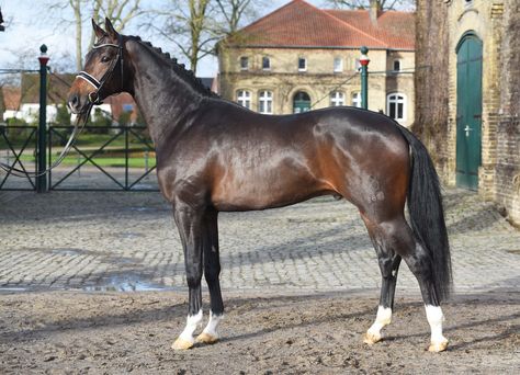 Federspiel - Hengst - Landgestüt Warendorf NRW Rdr2 Horses, Standing Horse, Gorgeous Horses, Horse Coats, Horse Mane, Painting References, Horse Colors, Dream Horse, Horse Drawing