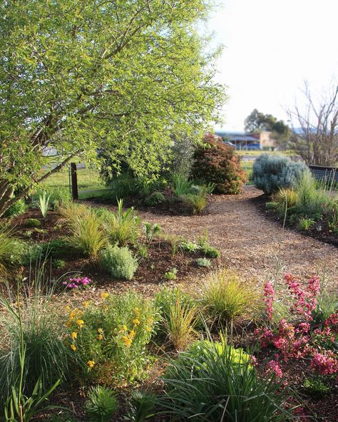 A naturalistic cottage garden for a 1920's miners cottage. The meandering paths add to the character of the home. We retained mature shrubs and trees to maintain privacy, passive cooling and habitat for wildlife. By utilising herbaceous perennials, Australian natives and a variety of grasses, this garden has colour and texture year round. It also attracts pollinators, beneficial insects, bird life and more. Native Garden Bed, Australian Native Bee Hotel, Small Native Garden Bed, Australian Native Bee Garden, Native Biodiversity Lawn, Behind The Green Door, Attract Pollinators, Green Door, Beneficial Insects