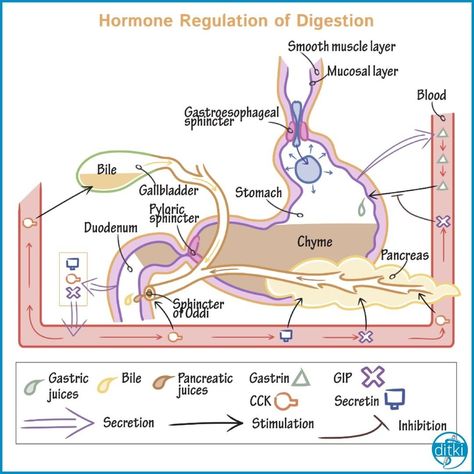 Draw It to Know It - Sciences on Instagram: “Review the physiology of four major digestive hormones! #physiology #digestion #hormones #gastrin #ditki #ditkiclassroom #drawscience…” Hormone Regulation, Gi System, Anatomy Flashcards, Smooth Muscle, Medicine Notes, Basic Anatomy And Physiology, Nurse Study Notes, Medical Student Study, Biomedical Science