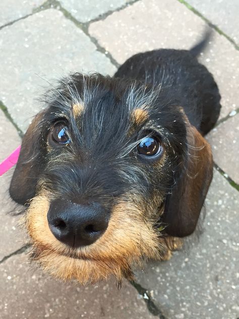 Mini Wire Haired Dachshund, Dachshund Dog Wire Haired, Miniature Wirehaired Dachshund, Wired Haired Dachshund, Dachshund Temperament, Doxie Puppies, Dog Portraits Painting, Dapple Dachshund, Wire Haired Dachshund