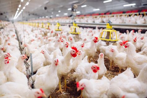 Broiler Chicken, Modern Farmer, Poultry Feed, Livestock Farming, Egg Production, Farm Eggs, Free Range Chickens, Chicken Feed, Poultry Farm