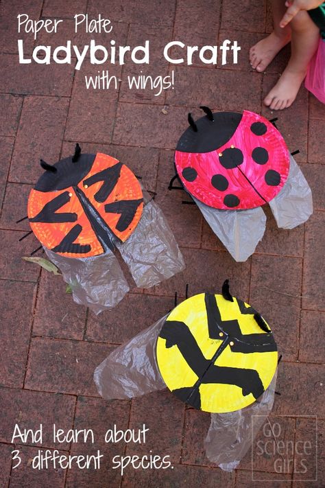 Paper Plate Ladybird Craft with wings. Also, learn about 3 different species. Fun ladybug craft for kids. Ladybug Species, Ladybird Craft, Science Crafts For Kids, Ladybug Craft, Life Cycle Craft, Science Kids, Habitat Garden, Insect Crafts, Ladybug Crafts