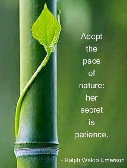 “Patience—the ability to put our desires on hold for a time—is a precious and rare virtue. [It] is not passive resignation, nor is it failing to act because of our fears. Patience means active waiting and enduring. It means staying with something and doing all that we can—working, hoping, and exercising faith; bearing hardship with fortitude, even when the desires of our hearts are delayed. Patience is not simply enduring; it is enduring well!” –Dieter F. Uchtdorf Citation Nature, Be Patience, Motivation Positive, Garden Quotes, Ralph Waldo Emerson, Burn Out, Nature Quotes, The Peace, A Quote