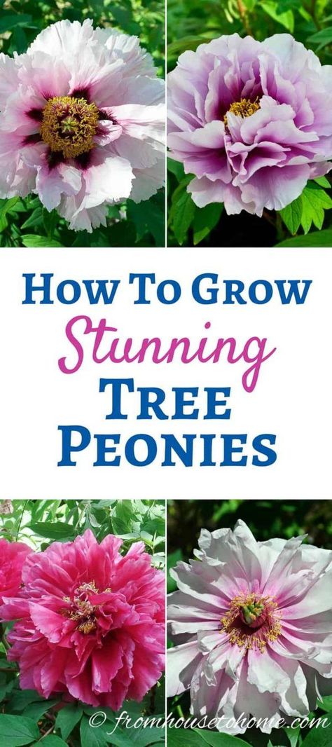 Learn all the details of how to care for and grow tree peonies that will be the star of your garden with their showstopping blooms. #fromhousetohome #gardening #plants #shadelovingshrubs #shadeplants #gardeningtipsandplants Shade Loving Shrubs, Tree Peonies, Peony Care, Plants Under Trees, Growing Peonies, Stunning Flowers, Tree Peony, Gardening Plants, Perennial Shrubs