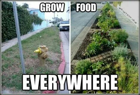 How great would this be :) Guerilla Gardening, Guerrilla Gardening, Grow Food, Food Forest, Community Gardening, Grow Your Own Food, Growing Food, Permaculture, Urban Garden