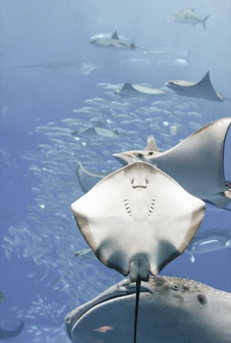 Stingrays Aesthetic, Manta Ray Aesthetic, Stingray Aesthetic, Stingray Wallpaper, Sting Rays, Aquarium Pictures, Manta Rays, Sea Life Art, Beautiful Sea Creatures