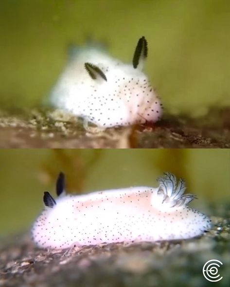 The Sea Bunny, or *Jorunna parva*, is an adorable and fascinating species of sea slug known for its striking resemblance to a tiny, fluffy rabbit. Measuring just a few centimeters in length, this marine creature is characterized by its soft, white, or yellow body adorned with small, black-tipped “ears,” which are actually sensory organs called rhinophores. These rhinophores help the Sea Bunny detect chemicals in the water, aiding in navigation and food location. Native to the waters of the I... Sea Animal Reference, Sea Bunny Aesthetic, Bunny Sea Slug, Cute Marine Animals, Sea Fairies, Sea Rabbit, Sea Bunnies, Ocean Fishes, Sensory Organs