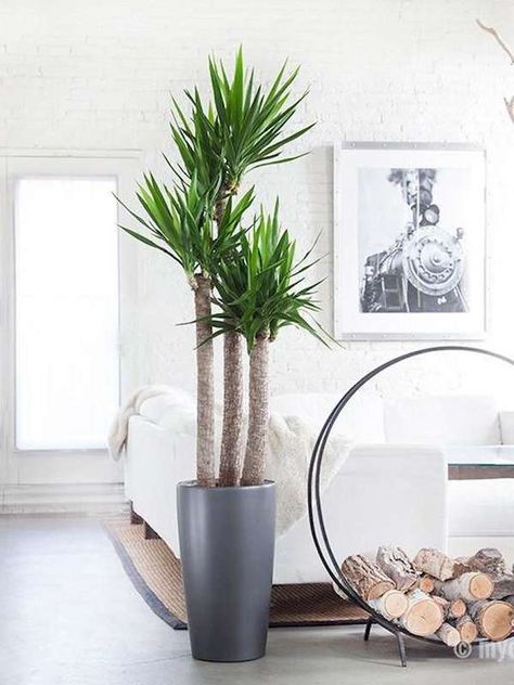 Yucca Plant Larger Houseplant Yucca Plant Indoor, Houseplant Design, Plants For Living Room, Tall Potted Plants, Big Indoor Plants, Yucca Tree, Tall Indoor Plants, Types Of Houseplants, Large Indoor Plants