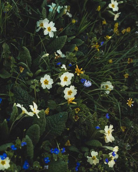 Primrose Aesthetic Flower, Primrose Aesthetic, Primula Vulgaris, Shakespeare Garden, Primrose Flower, Flowers For Algernon, Yellow Petals, Shade Garden Plants, Dainty Flowers