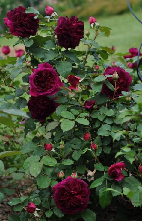 Munstead Wood, Rose Garden Landscape, Rosen Beet, David Austin Rose, Rose Belle, Austin Rose, David Austin Roses, Rose Leaves, Flower Gardens