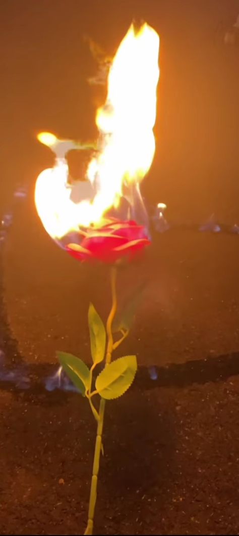 burning rose lit on fire Flower On Fire, Rose On Fire, Burning Flowers, Fire Rose, Burning Rose, Dark Red Roses, Pink Fire, Rose Video, Fire Photography