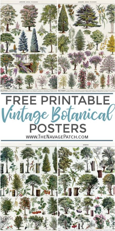 Tree Botanical Illustration, Free Botanical Printables, Vintage Prints Printable, Vegetable Drawings, Botanical Prints Free, Vintage Encyclopedia, Botanical Printables, Botanical Posters, Farmhouse Gallery Wall