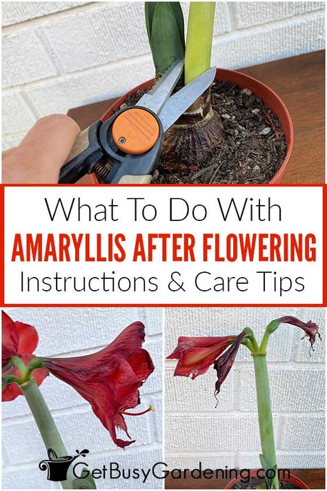 Caring For Amaryllis, What To Do With Amaryllis After It Blooms, Growing Amaryllis Indoors, How To Care For Amaryllis After Blooming, Amaryllis Care After Bloom, Amaryllis Planting Ideas, Amaryllis Aesthetic, Amarilis Flower, Flower Amaryllis