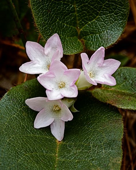 Although one of its two recognized common names, the other is Trailing Arbutus, Mayflowers don’t actually wait to show up in May. This is an image from April 14, 2012. There have already been… List Of Flowers, Red Bud, Flower Sleeve, Abstract Floral Paintings, May Flowers, Water Flowers, Nature Images, Mini Tattoos, Flower Images