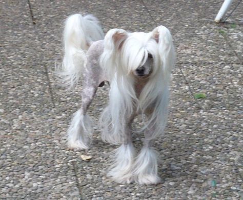 Hairless Dog, Chinese Crested Dog, Chinese Crested, Pretty Dogs, Silly Dogs, Pretty Animals, Silly Animals, Dog Boarding, Beautiful Dogs