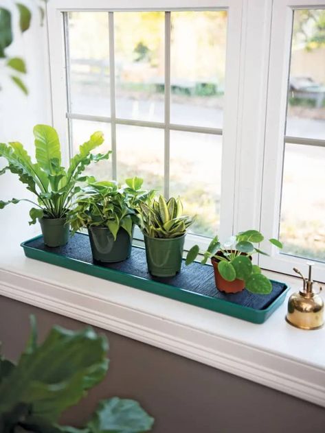 These Affordable Planter Trays Will Save Your Window Sills | Apartment Therapy Plants On Window Sill, Window Pots, Glass Jar Diy, Window Sill Plants, Windowsill Ideas, Windowsill Plants, Window Sill Decor, Kitchen Window Sill, Bamboo Planter