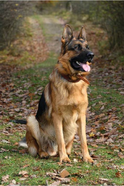 Dogs come with great responsibilities. But some dog breeds can be good protectors for you and your family. Here are the top 5 security breeds that you should know in detail. Alsatian Dog, German Sheperd Dogs, All Breeds Of Dogs, Reactive Dog, Gsd Dog, Working Dog, Cute Animals Puppies, Herding Dogs, Guide Dog