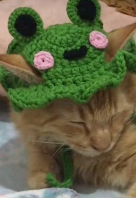 Orange Frog, Frog Cat, Bun Outfit, Crochet Cat Hat, Cat Hat, Cute Cats And Kittens, Crochet Cat, Christmas Cats, Cute Crochet