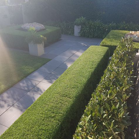 Japanese Box Hedge, Magnolia Hedge, Camellia Hedge, Murraya Hedge, Viburnum Hedge, Lilac Hedge, Lily Pilly, Buxus Hedge, Arborvitae Landscaping