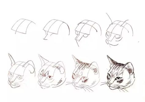 50 ways of how to draw (big) cats - Imgur Cat Drawing Tutorial, Cat Anatomy, Cat Sketch, Arte Sketchbook, Anatomy Drawing, Animal Sketches, Arte Animal, Dog Drawing, Cat Painting