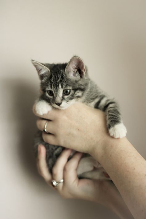 Cute baby kitten being held Cat Being Held Drawing, Cat Being Held Up, Cat Being Held, Holding Kitten, Kitten Drawing, Cats Photos, Warrior Cat Drawings, Cat Drawings, Adorable Kittens