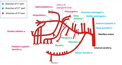 Maxillary artery- Course-Branches-Distribution-AnatomyQA Maxillary Artery, Maxillary Nerve, Palatine Bone, Arteries Anatomy, Muscle Diagram, Nerve Anatomy, Maxillary Sinus, Dentistry Student, Cerebral Cortex