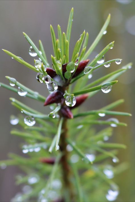 Zoomed in on waterdroplets on a plant. Was so excited to see the waterdroplets that I didn't pay any attention as to what kind of tree it was. #nature #naturephotography #waterdroplets #waterdropletsphotography Water Droplets Photography, Water Droplets, So Excited, Dandelion, Nature Photography, Art Design, Plants, Flowers, Photography