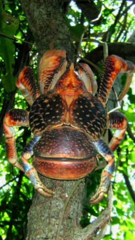 Coconut Crab: Is a large edible land crab related to the hermit crab. ~ [Wikipedia] Land Crab, Coconut Crab, Crab Art, The Hermit, Beautiful Bugs, Hermit Crab, Types Of Animals, Crustaceans, Reptiles And Amphibians