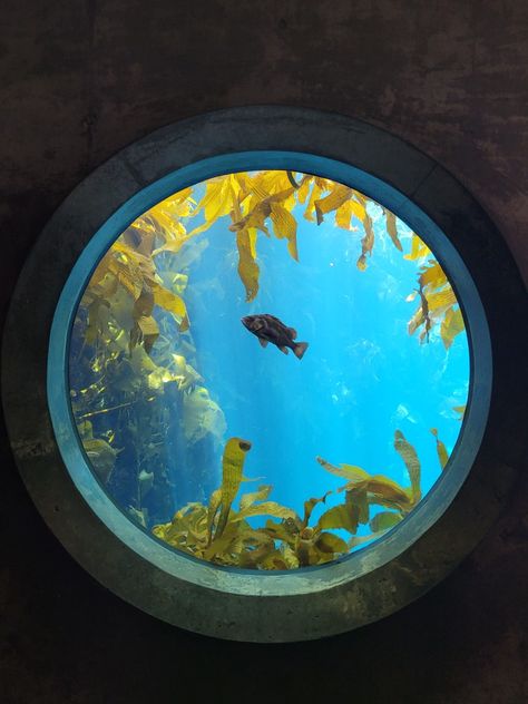 Aquarium Window, Underwater Window, Round Aquarium, Aquarium Pictures, Ocean Aquarium, Water Aesthetic, Betta Fish Tank, Life Aquatic, Wild Forest