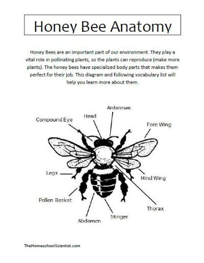 honey bee anatomy printable - TheHomeschoolScientist.com Honey Bee Anatomy, Bee Diagram, Bee Anatomy, Insect Unit, Flying Creatures, Beekeeping For Beginners, I Love Bees, Unit Studies, Unit Study