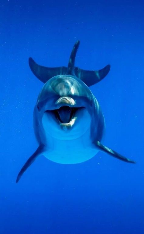 Dolphin Images, Dolphin Photos, Fauna Marina, Dolphin Art, Bottlenose Dolphin, Beautiful Sea Creatures, Water Animals, Underwater Creatures, Marine Animals