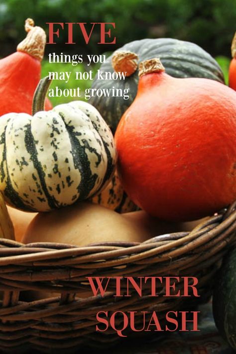 5 things you may not know about winter squash Growing Vegetables At Home, Cool Storage, Pumpkin Varieties, Zucchini Squash, Vegetable Storage, Garden Veggies, Acorn Squash, Cold Storage, Frugal Meals