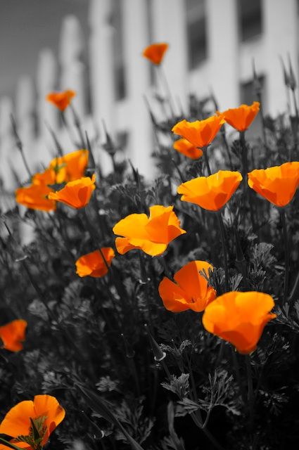 bw and a splash of orange Japanese Cherry Tree, Color Splash Photo, Color Splash Photography, Orange Color Palettes, Beautiful Flowers Wallpapers, Photo Edited, Photo Wall Collage, White Image, Colour Palettes