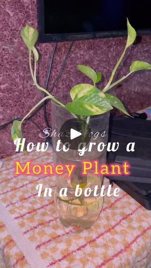 53K views · 7K reactions | How to Grow a Money Plant in a Bottle 
Video by @shazi.blogs 
Manage by @iamaishafaisal 

#money #plants #insta #reels #blogger #viral | Shazia Faisal | shazi.blogs · Original audio Money Plant In Bottle, Plant In Bottle, Plant In A Bottle, Money Plants, Plants In Bottles, Insta Reels, Money Plant, How To Grow, To Grow