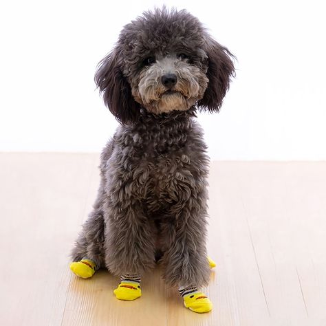 4Pcs Cute Pet Dog Socks 5.99 and FREE Shipping Tag a friend who would love this! Active link in BIO #hashtag1 #hashtag2#hashtag3 #hashtag4 #hashtag5 #hashtag6 Cute Pet Dog, Small Breed Dogs, Paw Protector, Breed Dogs, Dog Socks, Dog Allergies, Shipping Tags, Pet Paws, Cute Pet