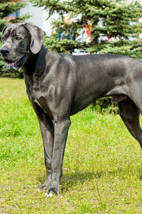 Great Dane  Great Danes are gentle giants known for their impressive size and friendly demeanor. They are affectionate, patient, and make excellent family pets despite their stature.   #GreatDane #DaneLife #DaneLove #GentleGiant #GreatDaneOfInstagram #DogOfInstagram #GreatDanePuppy #LargeDogs #FriendlyDogs #FamilyDogs #DogLover #DogsOfIG #Dogsofinsta #BigDogs #DaneNation #CanineCompanion #PuppyLove #BestDogBreed #GreatDaneFamily #DailyDog #DogBreeds #DaneWorld #PuppyLovers #GreatDaneLife #Dog Great Dane Grey, Brindle Great Dane, Life Plans, Great Danes, Great Dane Puppy, Cute Dog Photos, Great Dane Dogs, Family Pets, Life Plan