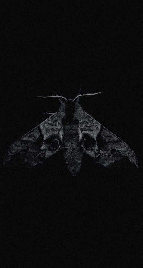 Dark Goth Aesthetic Wallpaper, Moth Aesthetic Dark, Grudge Aesthetics Wallpaper, Moth Phone Wallpaper, Moth Wallpaper Iphone, Moth Wallpaper Aesthetic, Iphone13 Wallpaper, Grudge Aesthetics, Sarah Gillespie