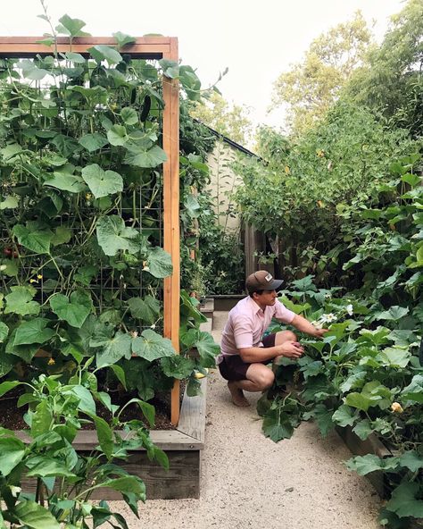 Photo 9 of 9 in The Beginner’s Guide to Starting Vegetable Seeds Indoors - Dwell Starting Vegetable Seeds, Seed Raising, Paper Pot, Potager Garden, Humid Weather, Powdery Mildew, Garden Help, Veg Garden, Vegetable Seeds