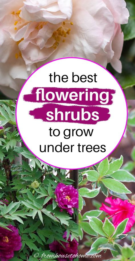 The best flowering shrubs to grow under trees | Gardens Perennial Garden Design, Shade Loving Shrubs, Plants Under Trees, Full Sun Plants, Perennial Shrubs, Evergreen Plants, Spring Plants, Sun Plants, Backyard Garden Design