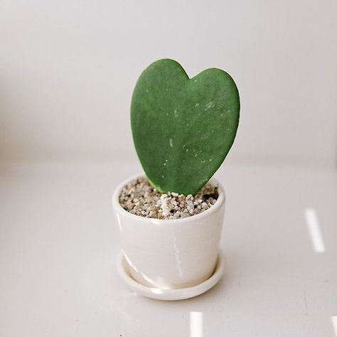 Hoya sweetheart cactus Valentine Heart Succulent, Pencil Plant, Heart Cactus, Cactus Heart, Kaktus Dan Sukulen, White Pots, Hoya Kerrii, Heart Plant, Hoya Plant