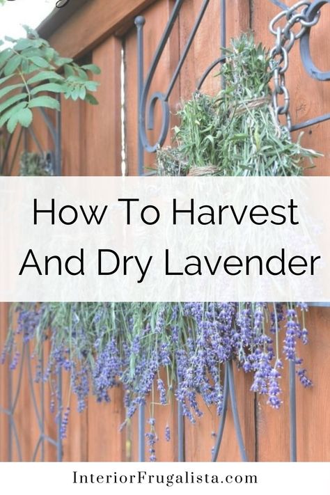 Drying Lavender Diy, What To Do With Fresh Lavender, How To Dry Lavender, Dried Lavender Uses, Dried Lavender Decor, Lavender Drying, Drying Lavender, Uses For Lavender, Lavender Plant Care