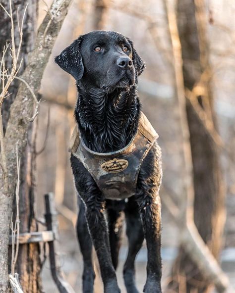 Black Lab Hunting, Working Labrador Retriever, Hunting Dog Aesthetic, Working Labrador, Dog Stop Barking, Puppy Crate Training, House Training A Puppy, Stop Puppy Biting, Duck Hunting Dogs