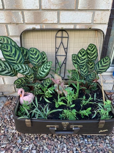 Revamp of an old suitcase that was going to the tip on the side if the road. Saved it and turned it into a little garden Suitcase Planter Ideas, Suitcase Planter, Suitcase Garden, Green Corner, Leather Suitcase, Old Suitcases, Indoor Gardens, Little Garden, Plant Holders