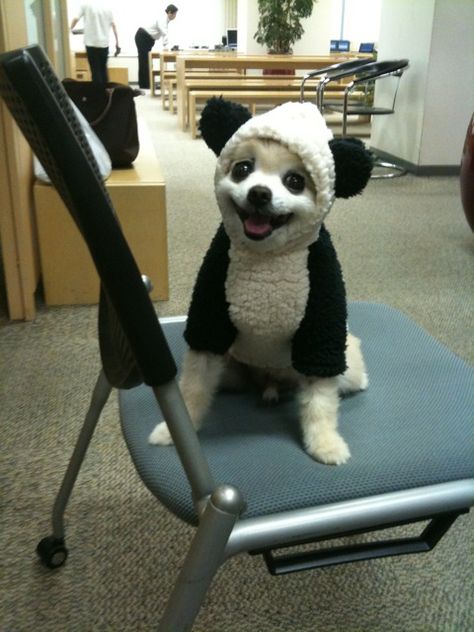 Panda Puppppy Panda Puppy, Spitz Pomeranian, Panda Dog, Panda Costumes, Funny Animal Photos, Dog Halloween Costumes, Smiling Dogs, Pet Costumes, Cute Animal Pictures