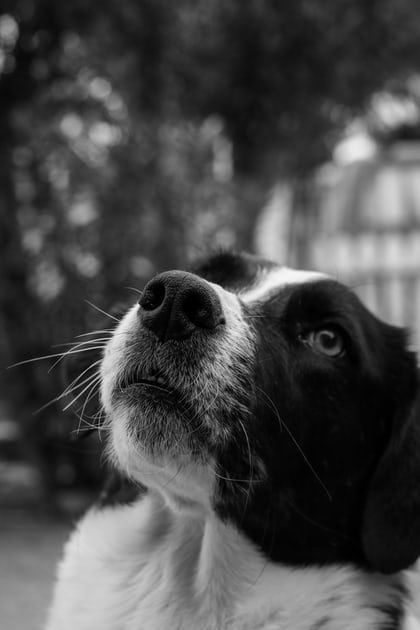 Married Man, Distance Love, Distance Relationships, Long Distance Love, Black And White Dog, Dog Photo, Dog Rules, Dog Modeling, Dogs For Sale