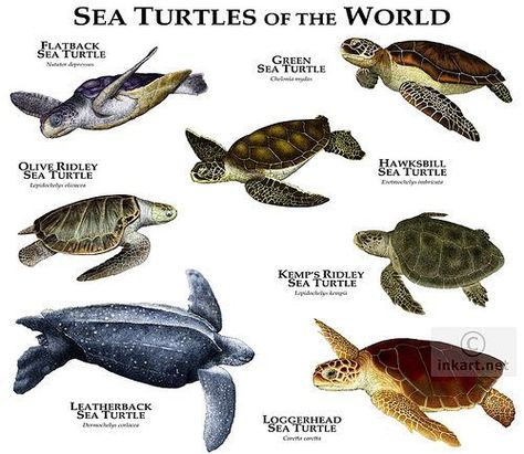 Sea Turtle Species, Loggerhead Sea Turtle, Maluchy Montessori, Galapagos Tortoise, Box Turtle, Tortoise Turtle, Green Sea Turtle, Turtle Love, Turtle Art