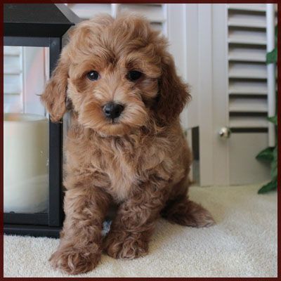 Bichon Poodle| Poochon| Bichpoo| Puppies for Sale in Iowa Poochon Puppy, Bichpoo Puppies, Poodle Puppies For Sale, Poodle Puppy, Mixed Breed, Puppies For Sale, Iowa, Puppies, Dogs