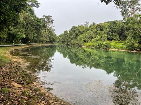 #MacRitchie #Reservoir #boardwalk #singapore #shape #pattern Shape Pattern, Travel Blog, Singapore, Travel, Pattern