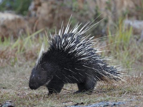 The Archaeology News Network: Conservationists concerned about illegal hunting a... Baby Porcupine, Journal Nature, Archaeology News, Natural Heritage, Fascinating Facts, Nature Conservation, Wildlife Nature, Endangered Species, Archaeology