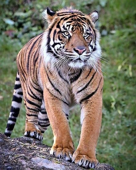 Athena Mckinzie, African Tiger, Big Cat Family, Malayan Tiger, Save The Tiger, Tiger Images, Panthera Tigris, Big Cat Rescue, Sumatran Tiger